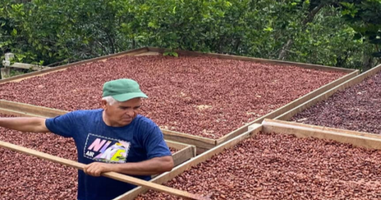 UE formaliza nuevo reglamento para importar café y cacao a productores venezolanos