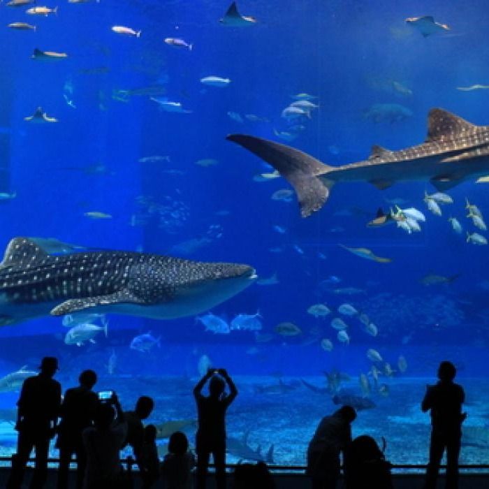 Del día a la noche: Emocionantes formas de explorar Atlanta, Georgia