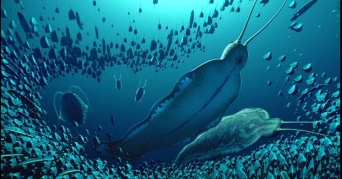 Descubren en Groenlandia un gusano depredador 'gigante' de más de 500 millones de años