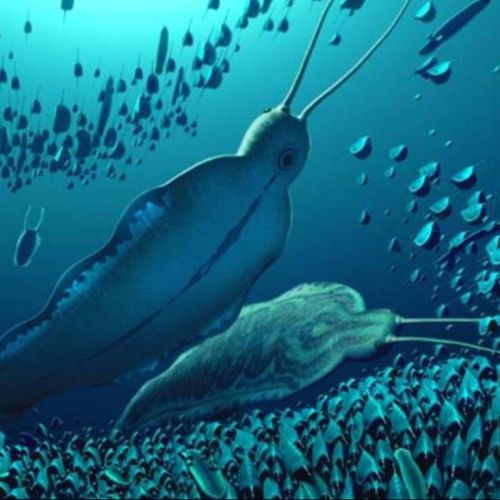 Descubren en Groenlandia un gusano depredador 'gigante' de más de 500 millones de años