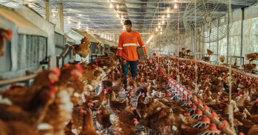 Panamá marca un hito en bienestar animal con los primeros huevos libres de jaula certificados por American Humane
