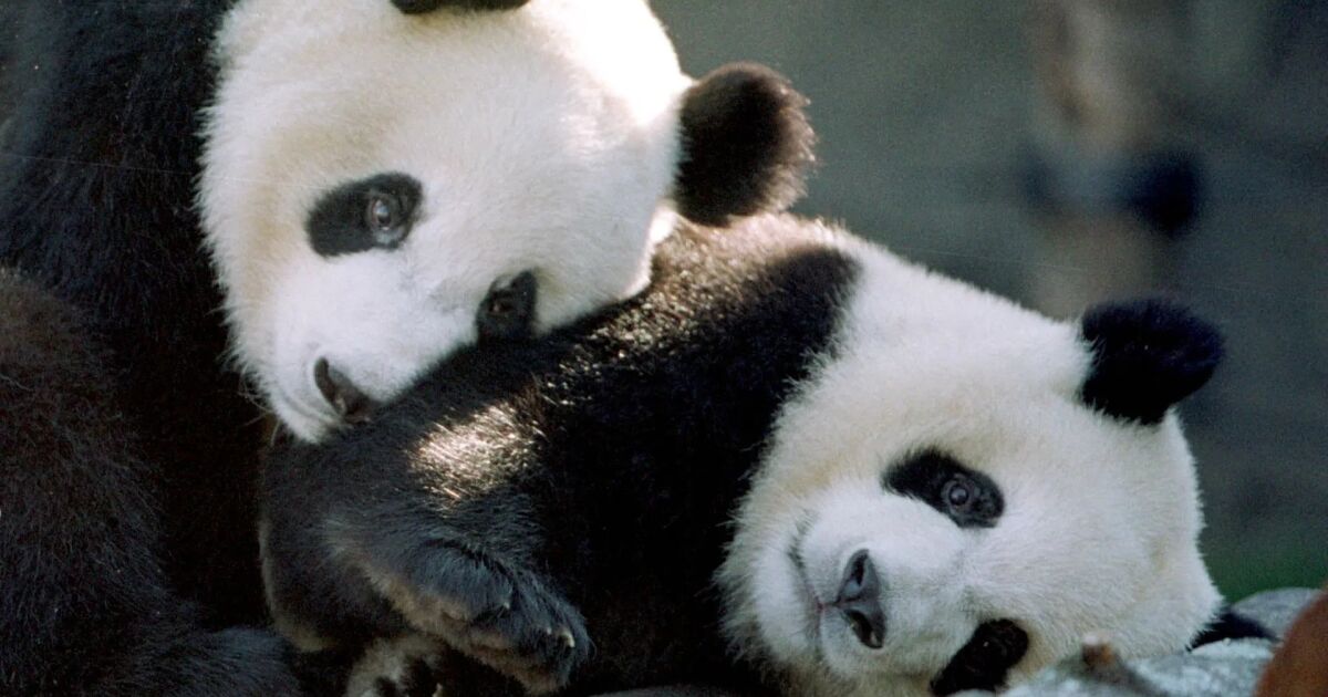 El zoológico de Atlanta en conversaciones para recuperar a los pandas gigantes