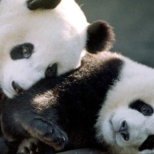 El zoológico de Atlanta en conversaciones para recuperar a los pandas gigantes