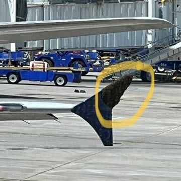 Unas abejas retrasan tres horas el despegue de un avión porque se pegaron a una de sus alas