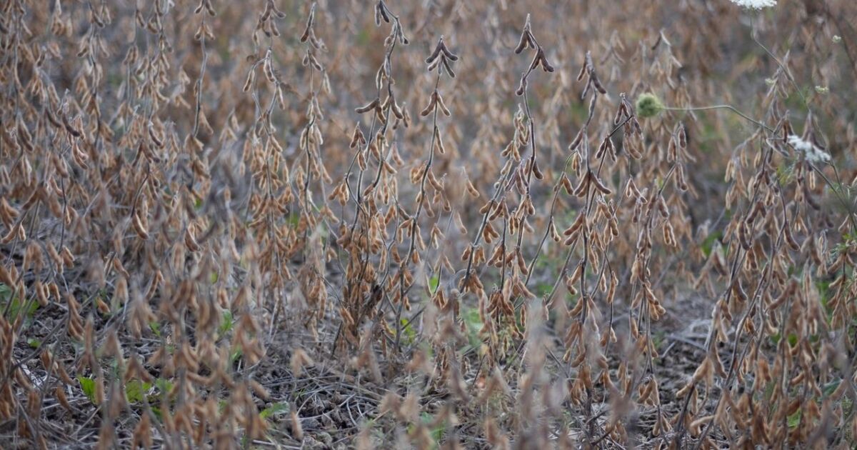 El auge de la soja sostenible: la visión de un agricultor para transformar la agricultura de Nueva York