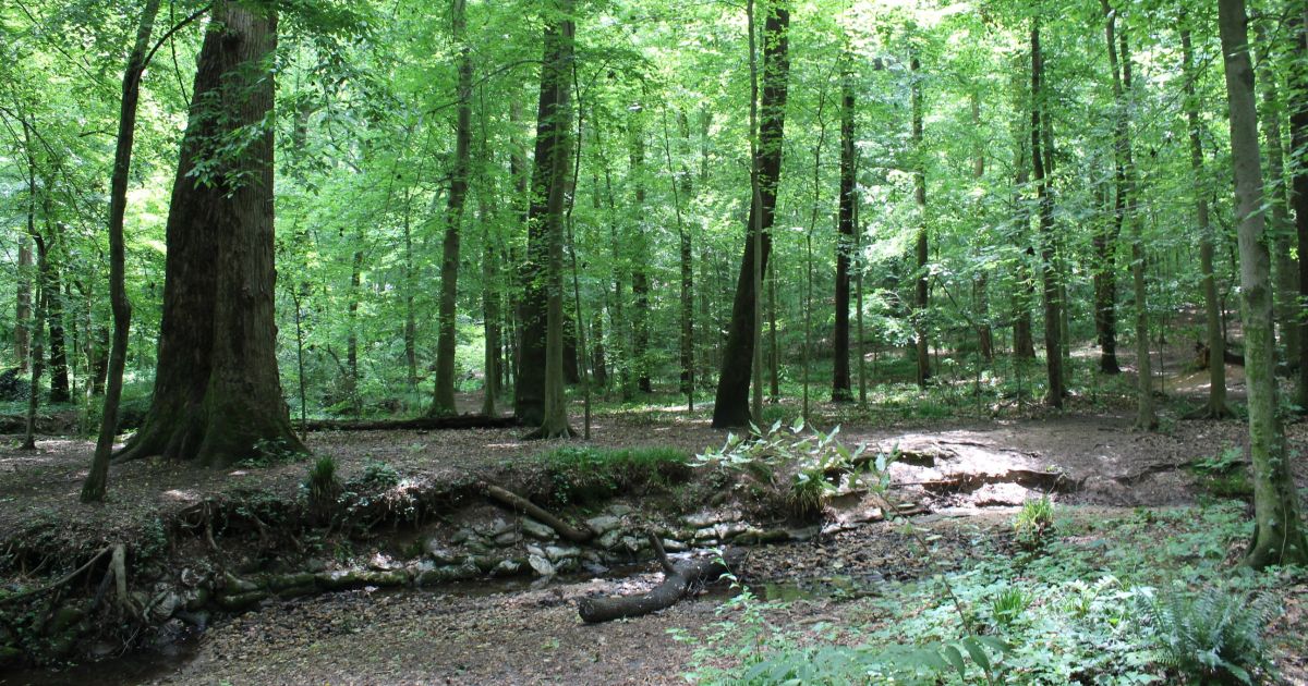 La Junta de Recursos Naturales de Georgia aprueba fondos para 13 proyectos al aire libre