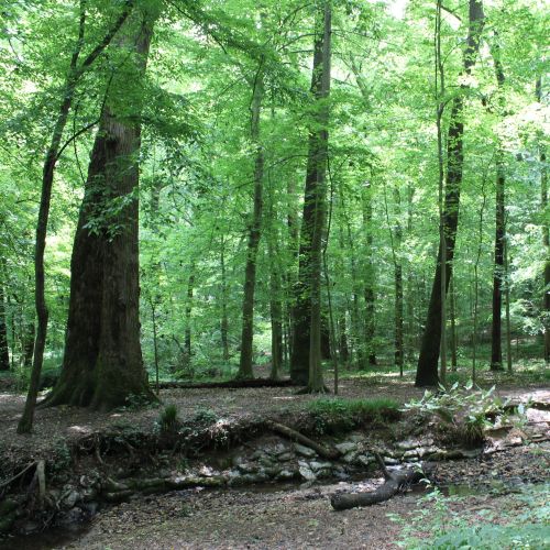 La Junta de Recursos Naturales de Georgia aprueba fondos para 13 proyectos al aire libre