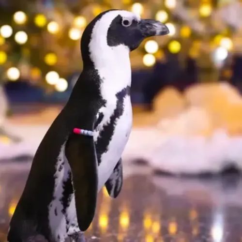 Pase para Residentes del Acuario de Georgia ya se encuentra disponible