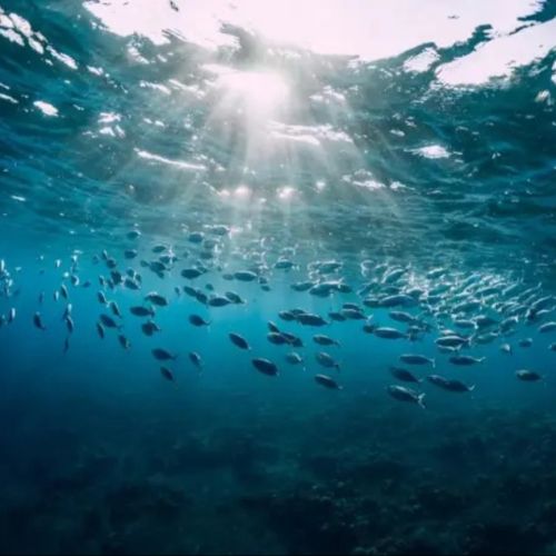 La UE despliega un calco virtual de los océanos para curar los mares