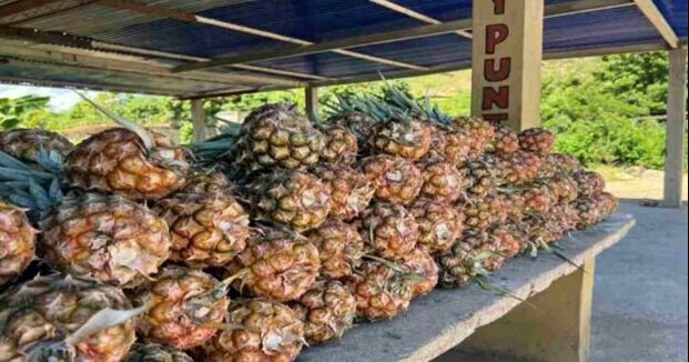Fedeagro: la piña se posiciona como la segunda fruta más producida en Venezuela