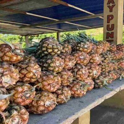 Fedeagro: la piña se posiciona como la segunda fruta más producida en Venezuela