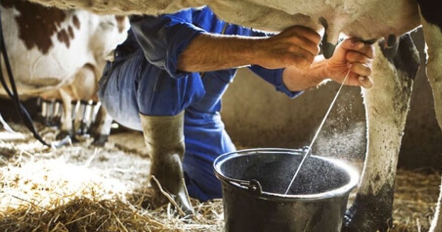 Producción láctea en Portuguesa se ubica en 300 mil litros diarios