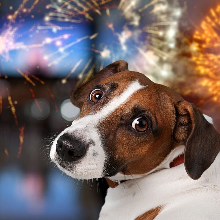 Buscarán calmar el estrés de perros y gatos por el estruendo de la noche del 4 de julio
