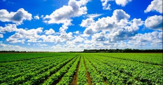 Impulsando los campos: La histórica Ley Agrícola de Florida de 2026 fue aprobada por la Legislatura