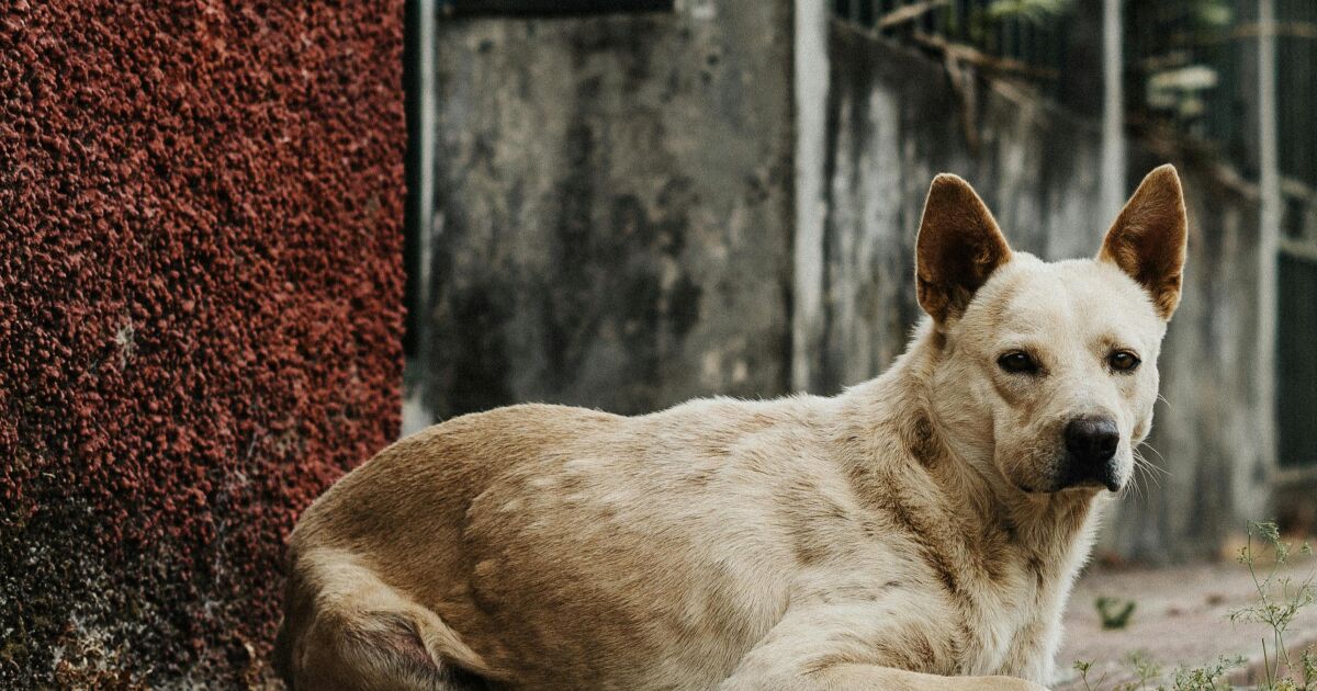 04 de abril: Día Internacional de los Animales Callejeros - ¿Cómo ayudar frente a esta problemática?