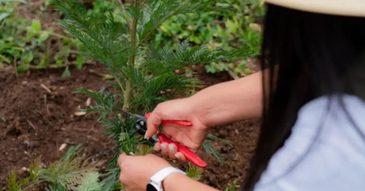 Nestlé contribuye a la siembra de más de 2 millones de árboles en Centroamérica