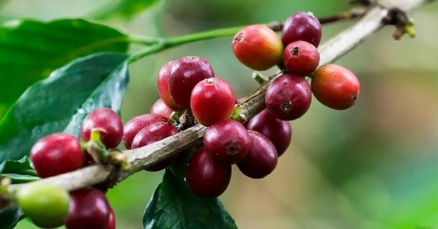 Colombia reafirma su liderazgo en la producción de café arábigo