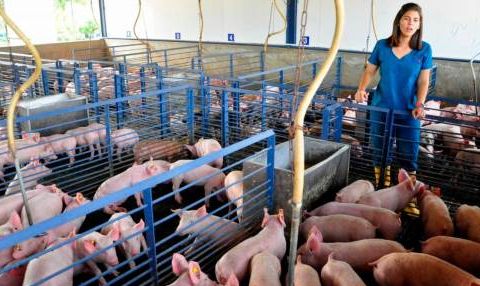 La porcicultura dominicana en tiempos de COVID-19 y con tasa cero