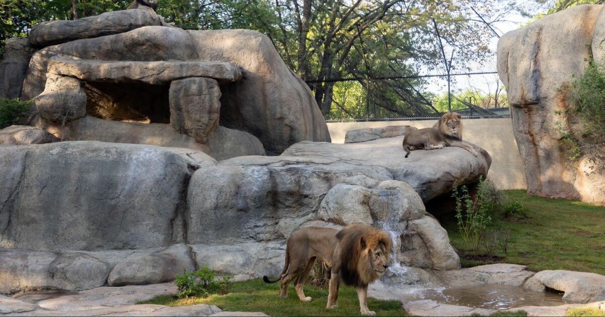 Los leones rugen en un hábitat renovado de 3 millones de dólares en el Zoológico de Atlanta