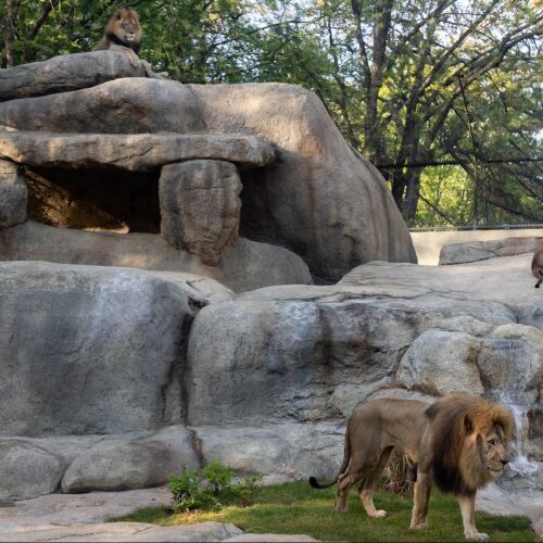 Los leones rugen en un hábitat renovado de 3 millones de dólares en el Zoológico de Atlanta