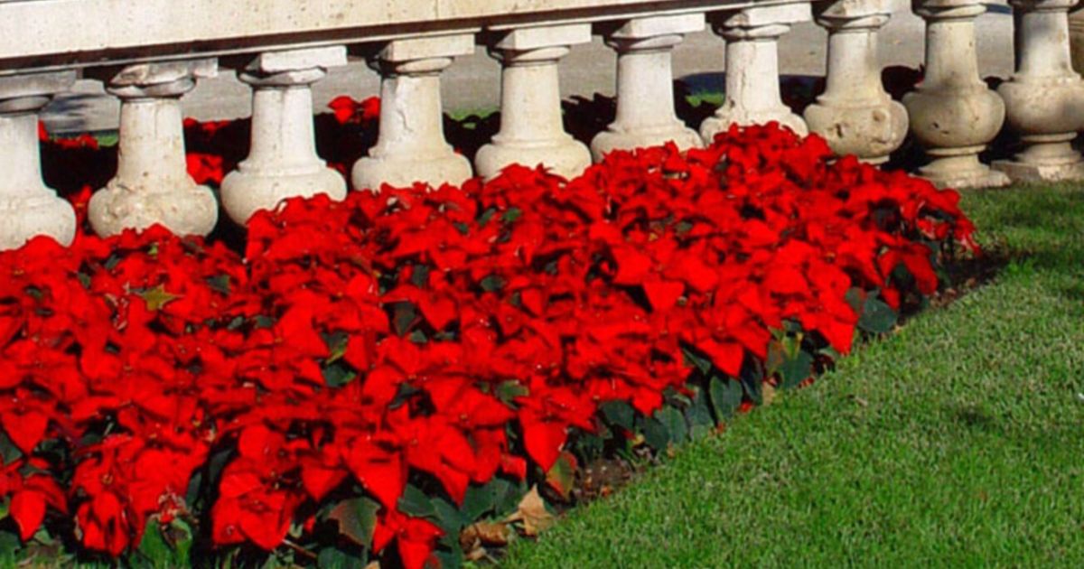 Poinsettia o Flor de Pascua, símbolo de la Navidad