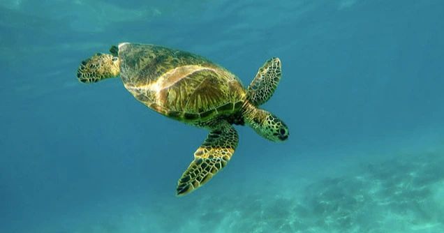 Crean en Chile reserva marina para proteger a las tortugas verdes