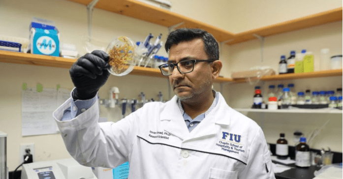 Mientras el sargazo inunda las playas de Florida, investigadores de FIU descubren un nuevo uso como ingrediente apto para el consumo humano