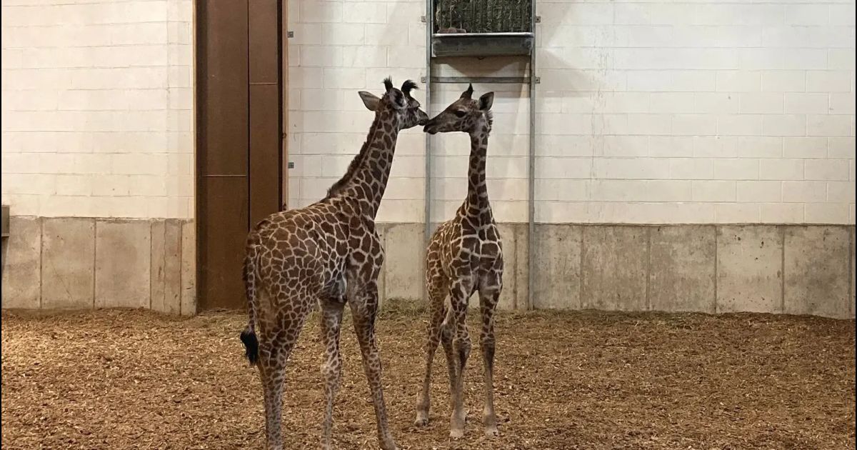 Seneca Park Zoo devela nuevos datos de las crías de jirafas nacidas el pasado diciembre