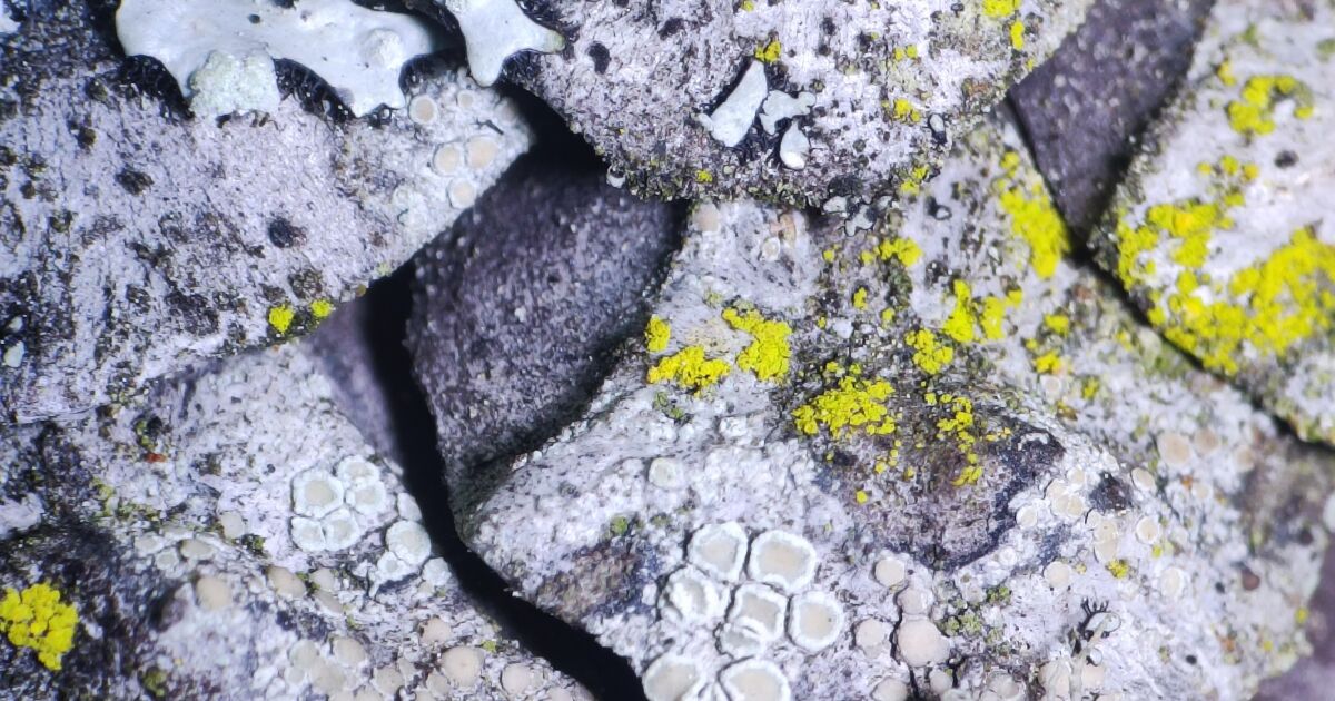 Investigación de la UTPL revela que las piñas de pino son clave para restaurar ecosistemas andinos