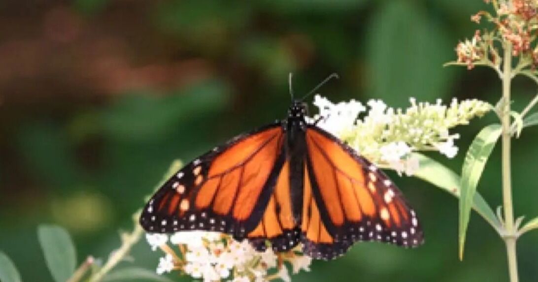 Estrategia de biodiversidad