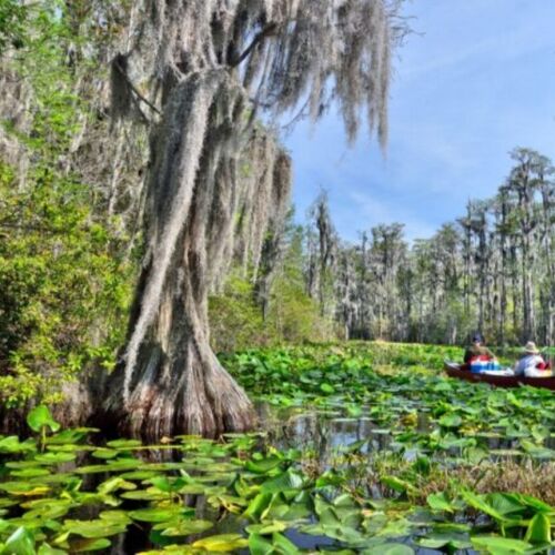 La ampliación del Refugio Nacional de Vida Silvestre Okefenokee obtiene la aprobación final