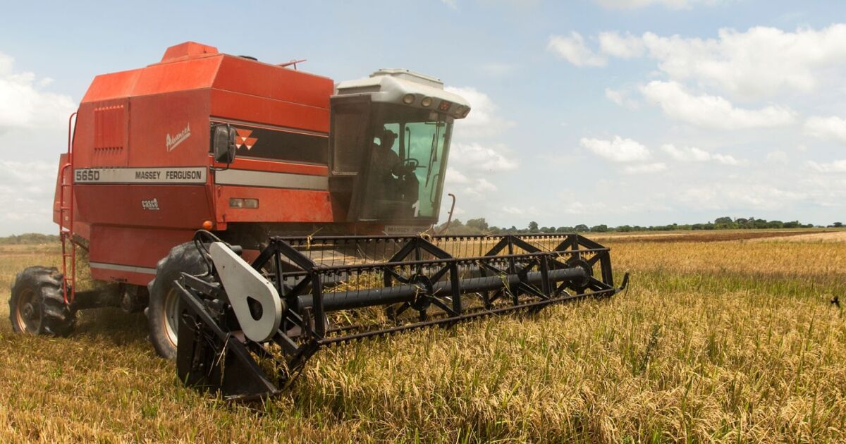 Fevearroz proyecta ambicioso ciclo invierno 2026 y se mantiene alerta por precios de cosecha