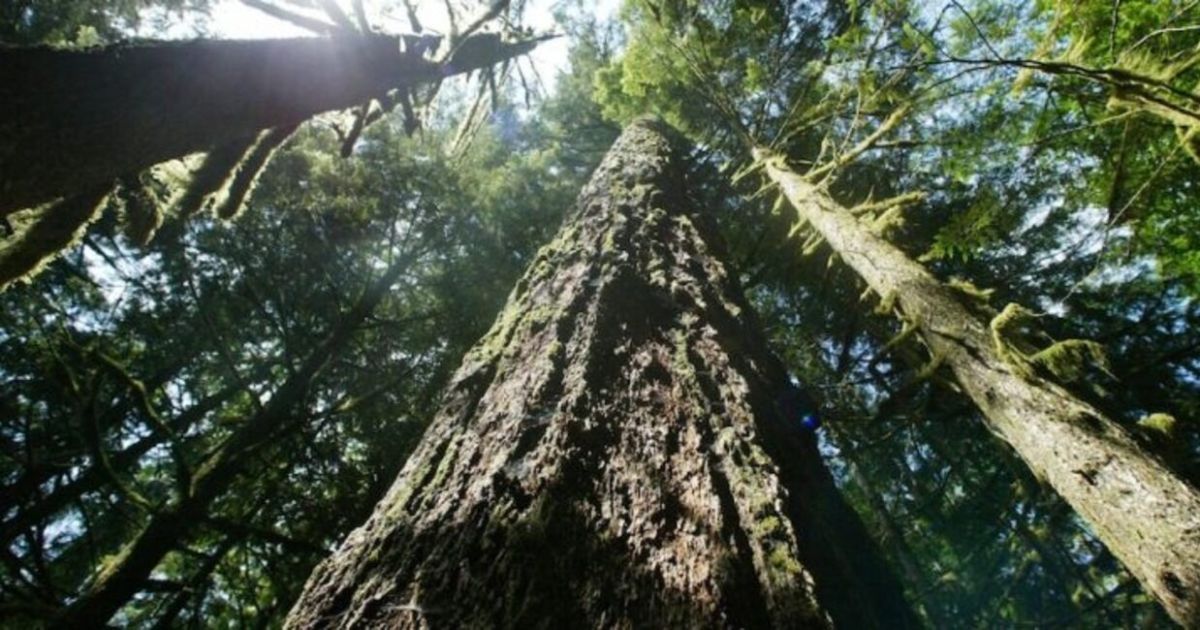 Toman medidas para proteger los bosques antiguos, EEUU