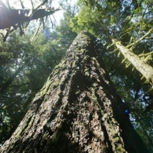 Toman medidas para proteger los bosques antiguos, EEUU