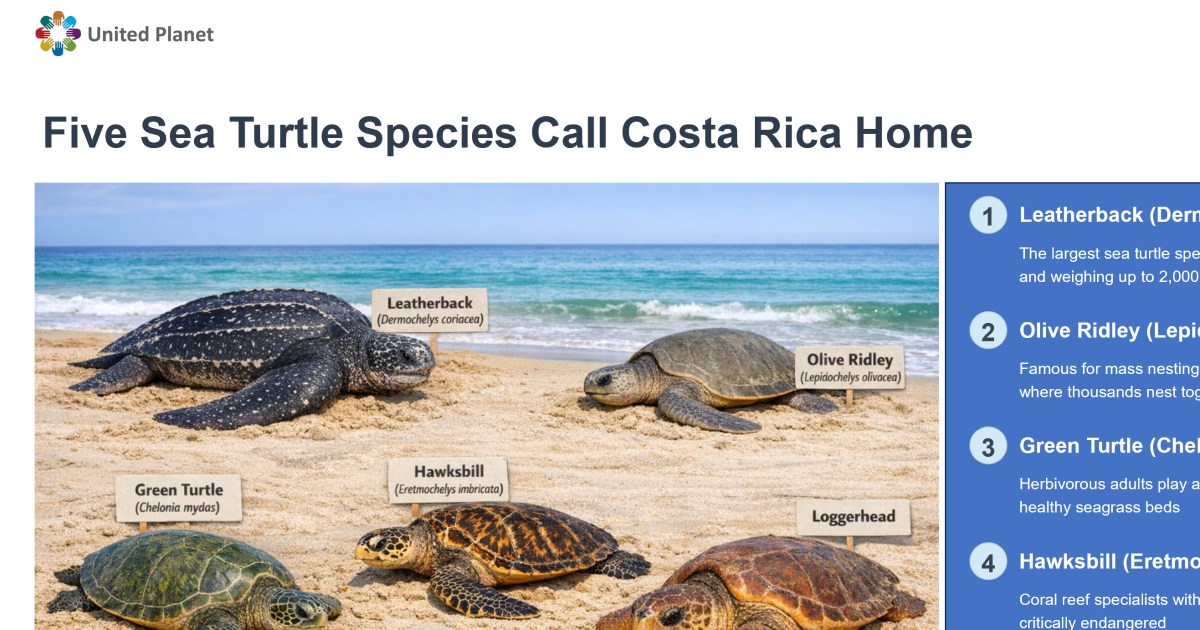 United Planet organiza seminario web global sobre conservación de tortugas marinas en Costa Rica