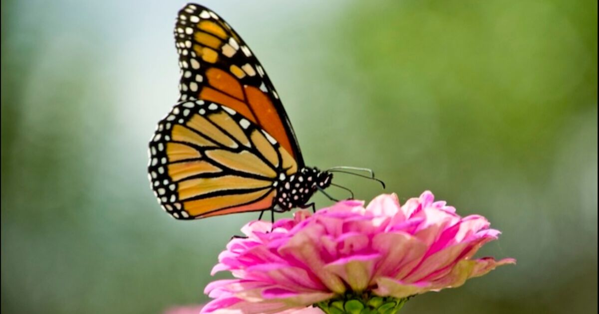 Alcaldes de América pueden ayudar a salvar la Mariposa Monarca