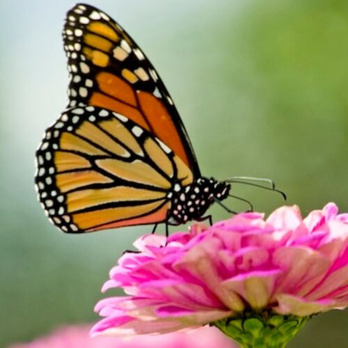 Alcaldes de América pueden ayudar a salvar la Mariposa Monarca