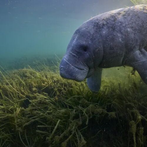 Científicos de Georgia buscan salvar la vida marina