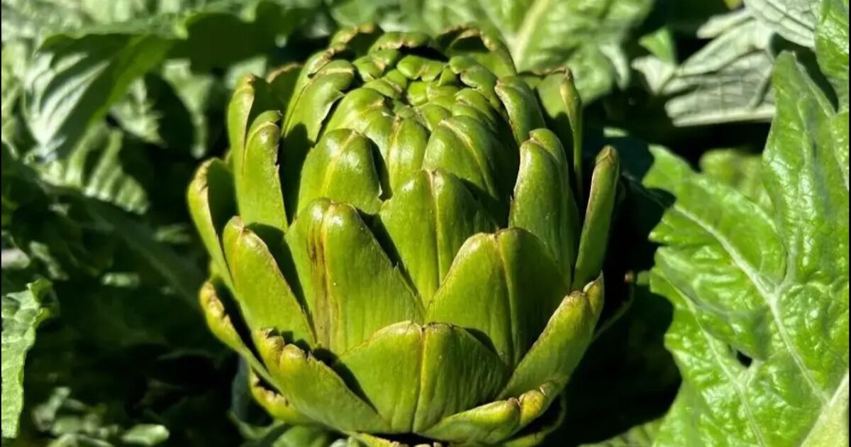 Del campo a su mesa: científicos de UF revelan el poder saludable de la alcachofa