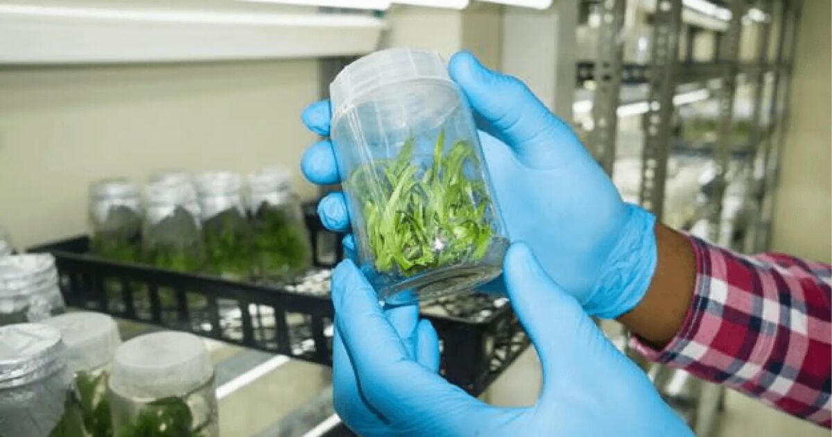 La ciencia vegetal avanzada impulsa la recuperación de los cultivos en Jamaica tras el huracán