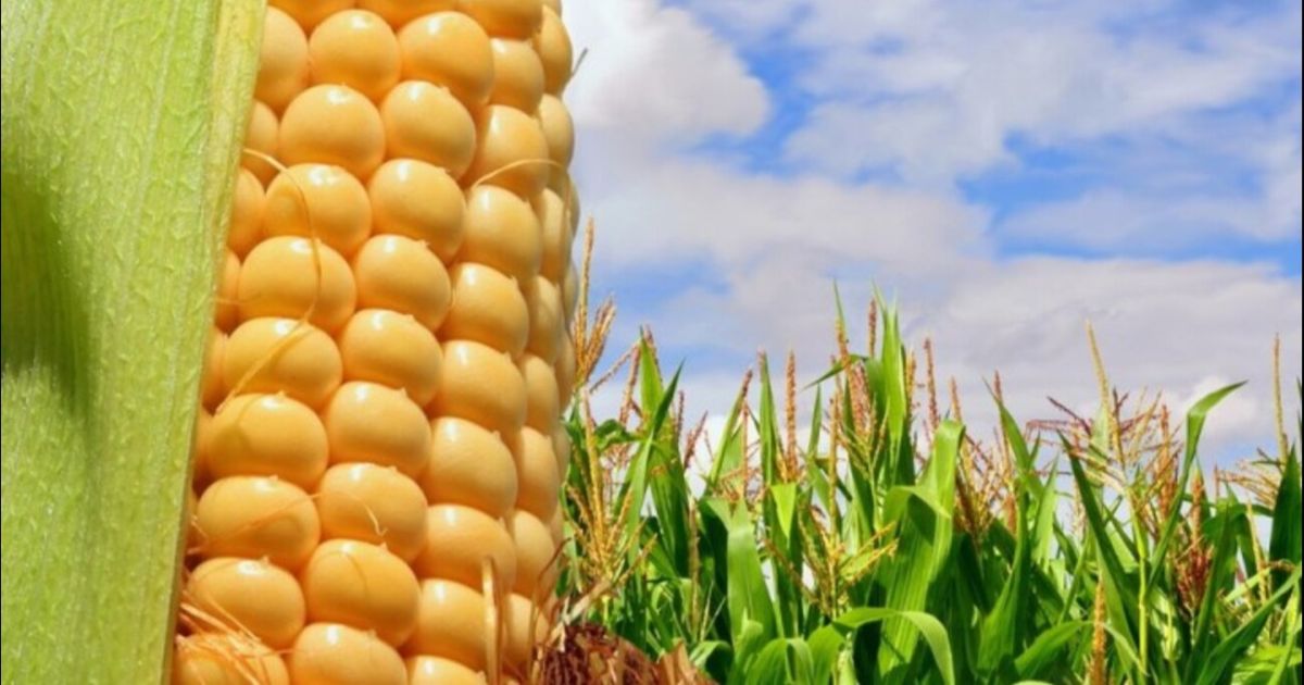 MAG importará 91 mil toneladas de maíz amarillo en el 2024