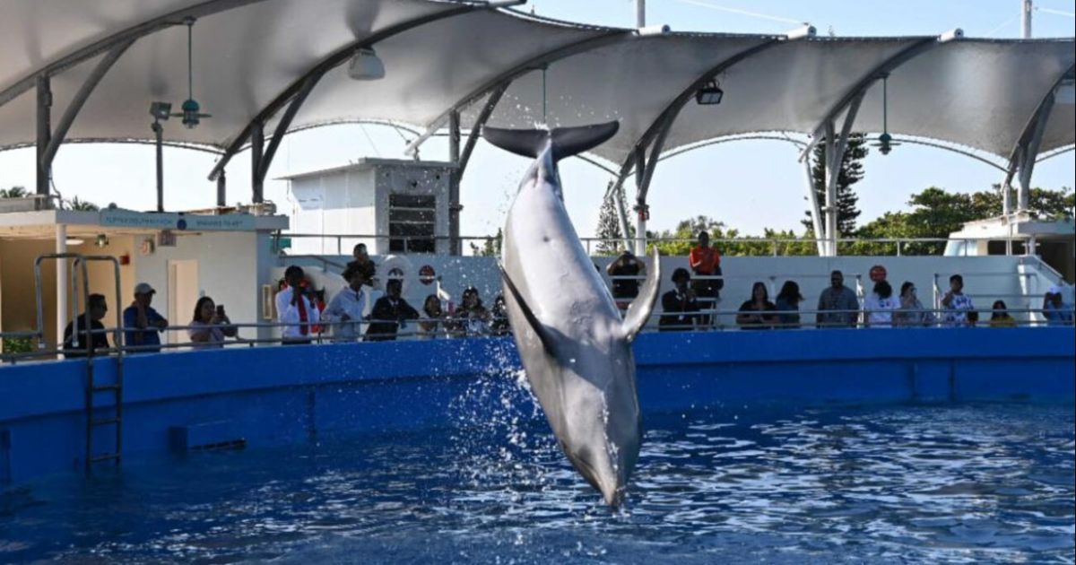 “Siempre hemos velado por el bienestar de los animales”: Miami Seaquarium responde a las autoridades