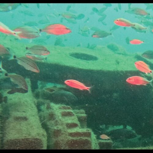 Estilo de vida en GeorgiaCRD mejora los arrecifes artificiales con dos nuevas incorporaciones