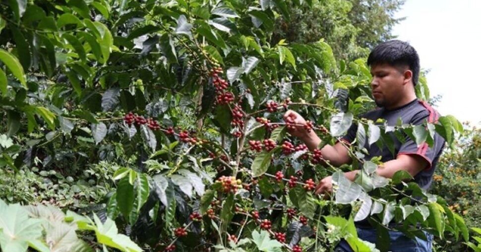 Geisha de Panamá, el café más caro del mundo, se prepara para cambios climáticos