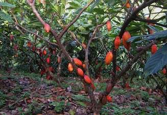 Cacao Dominicano, sustento de familias y aporte divisas al país