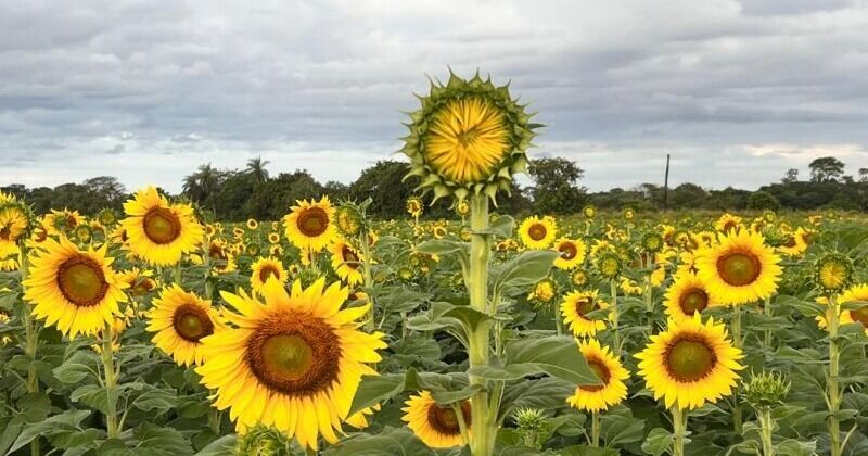 Portuguesa se prepara para celebrar la Feria del Girasol 2026