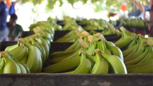 Exportación de banano cada semana en las 400 mil cajas desde la RD