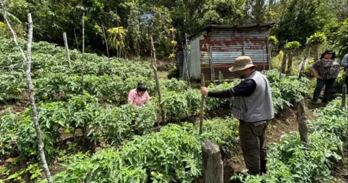 UCR y sector privado lanzan modelo de ciencia ciudadana para transformar la agricultura