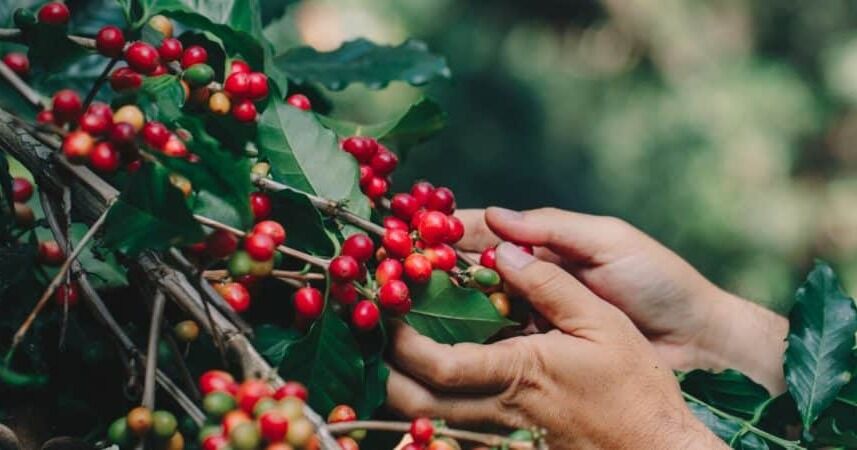 Icafe y Procomer lanzan programa “Café de Costa Rica para el Mundo”