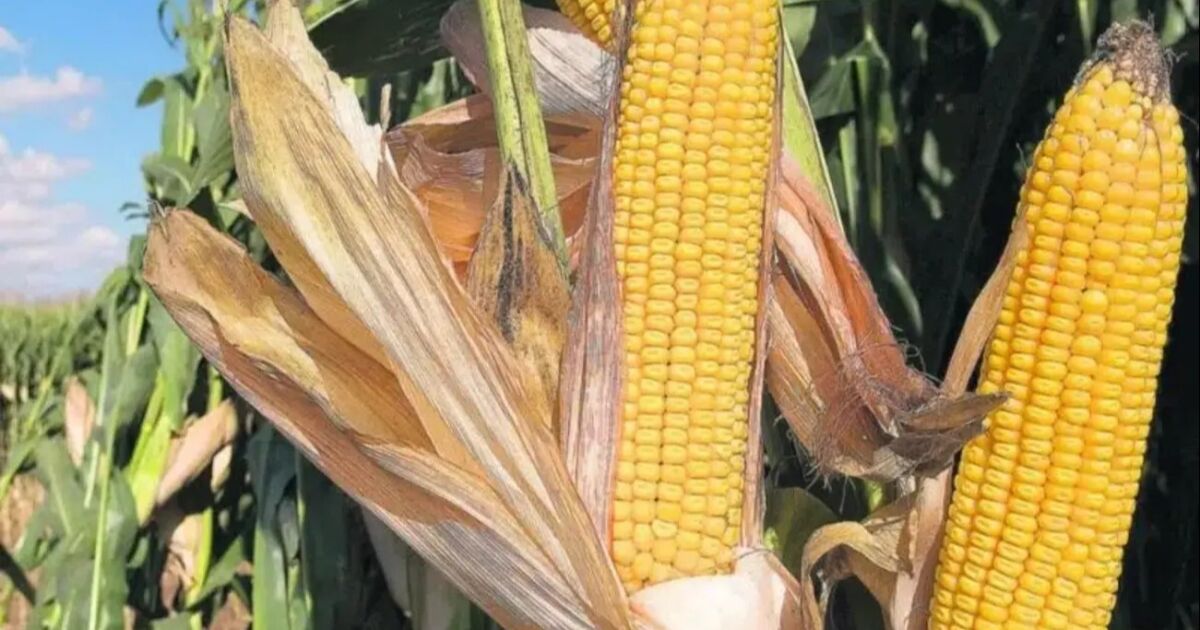 Tercera edición Expo-Congreso Nacional del Maíz y Arroz contará con aplicación oficial desarrollada por Agroo